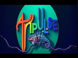 Art Pulse 17-10-2026